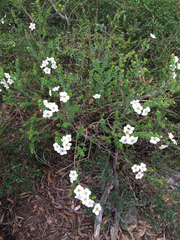 Leptospermum rotundifolium