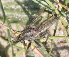 Dysmachus trigonus