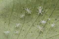 Ernestinus siamensis