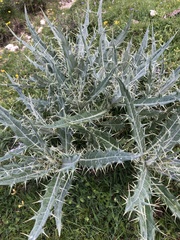 Cirsium argillosum