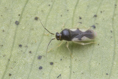 Ernestinus siamensis