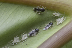 Ernestinus siamensis