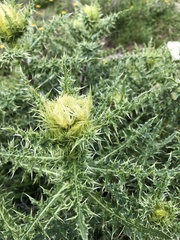 Cirsium obvallatum