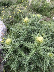 Cirsium obvallatum