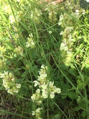 Scutellaria supina