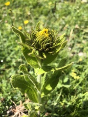 Pentanema orientale