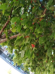 Prunus