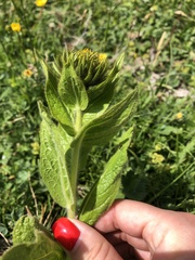 Pentanema orientale