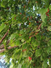 Prunus
