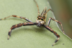 Telamonia