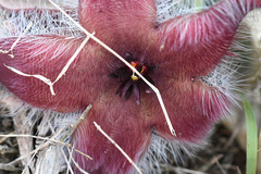 Stapelia grandiflora