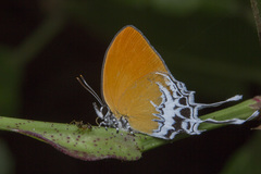 Eooxylides tharis distanti