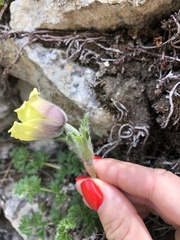 Pulsatilla albana