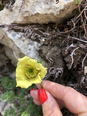 Pulsatilla albana