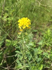 Alyssum montanum gmelinii
