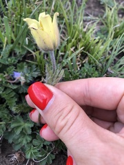 Pulsatilla albana