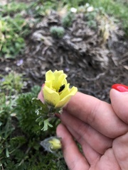Pulsatilla albana