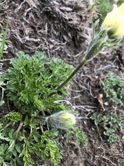 Pulsatilla albana