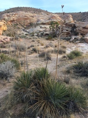 Yucca utahensis