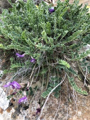 Astragalus buschiorum