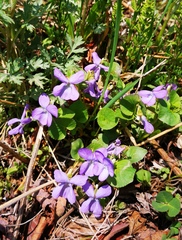 Viola epipsiloides