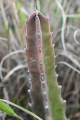 Stapelia grandiflora