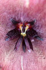 Stapelia grandiflora