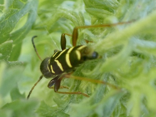 Wasp Beetle, Rockanje, Zuid-Holland, NL, photo 10 of 10