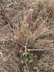 Aloe greatheadii