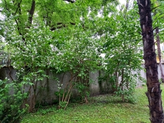 Philadelphus coronarius