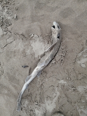 Scyliorhinus canicula