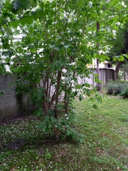Philadelphus coronarius