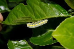 Diloba caeruleocephala