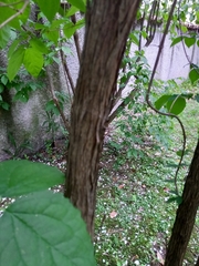 Philadelphus coronarius