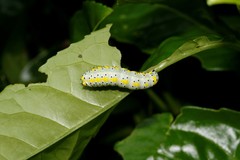 Diloba caeruleocephala