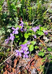 Viola epipsiloides