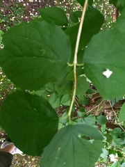 Philadelphus coronarius