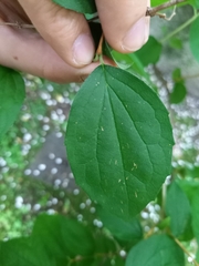 Philadelphus coronarius