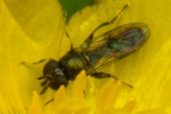 Spheginina