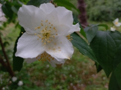 Philadelphus coronarius