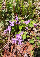 Viola epipsiloides