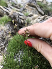 Gypsophila tenuifolia