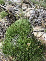 Gypsophila tenuifolia