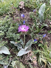 Psephellus paucilobus