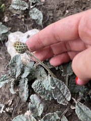 Psephellus paucilobus