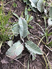 Psephellus paucilobus