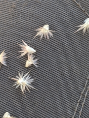 Enneapogon lindleyanus