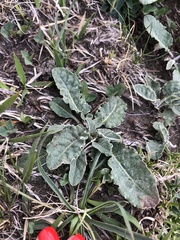 Psephellus paucilobus