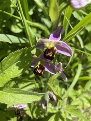 Ophrys apifera