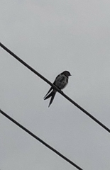 Hirundo smithii